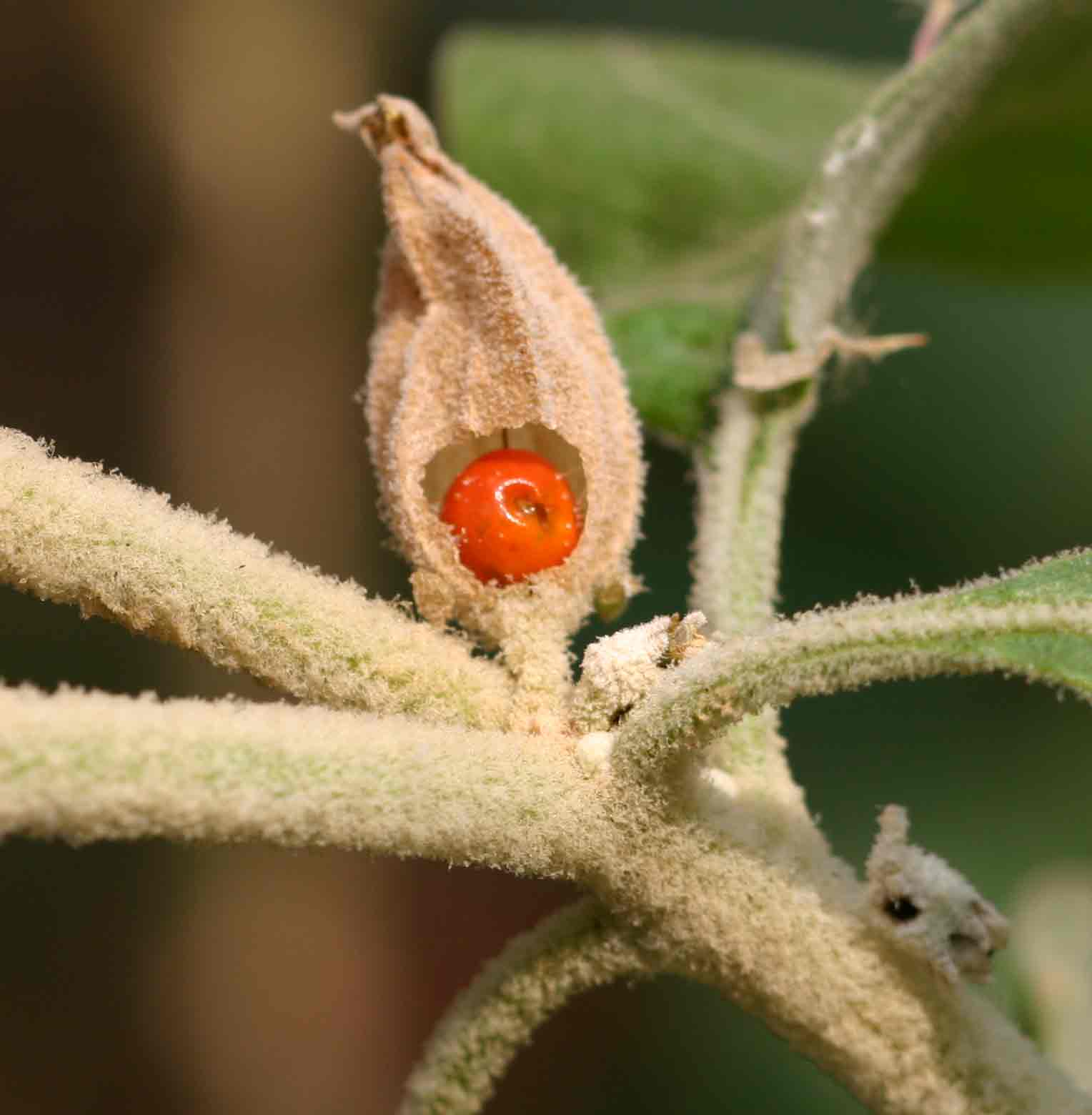 Withania somnifera Withania somnifera