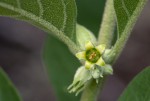 Withania somnifera