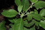 Withania somnifera