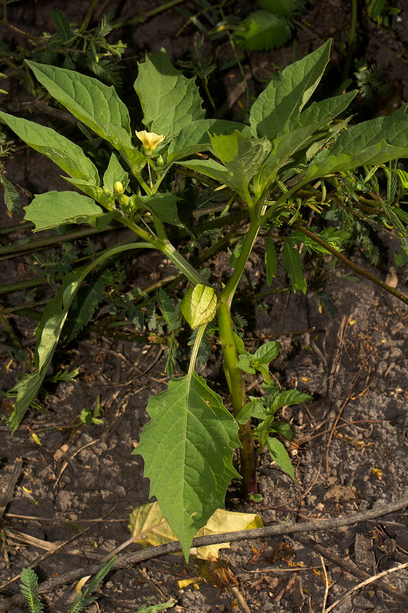 Physalis angulata Physalis angulata