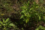 Physalis angulata