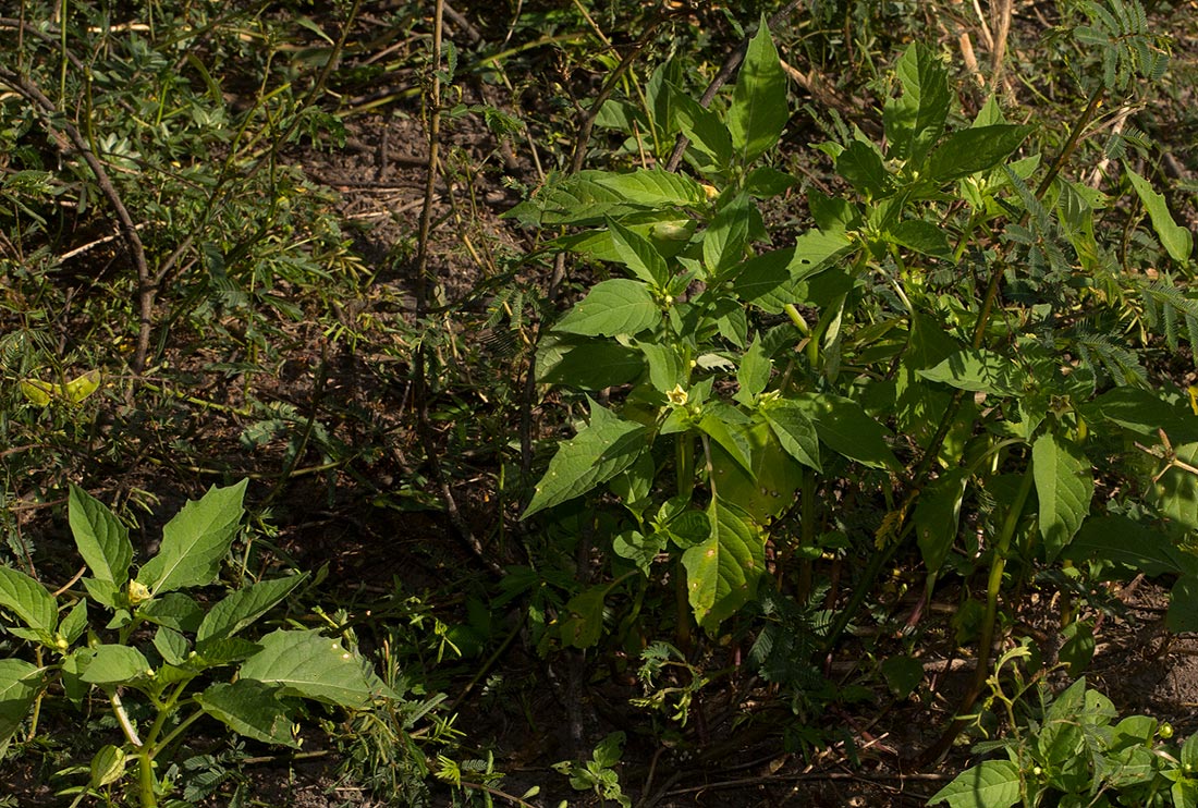 Physalis angulata Physalis angulata