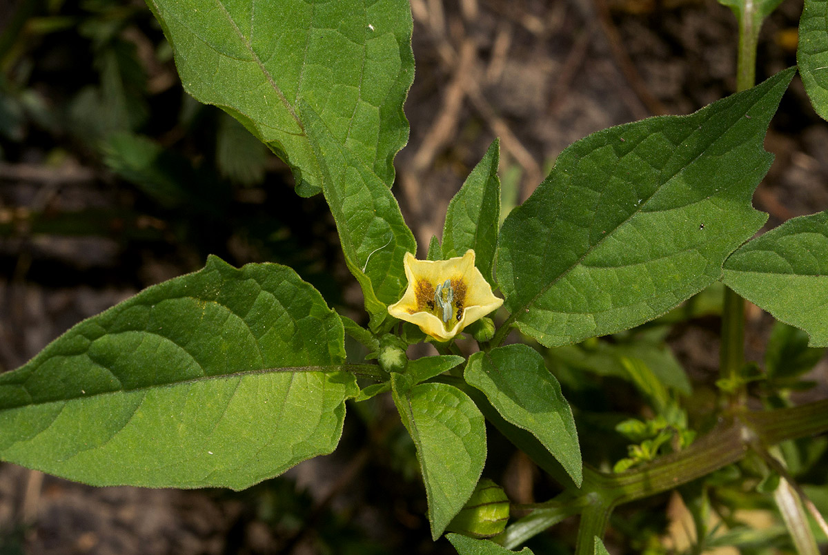 Physalis angulata Physalis angulata