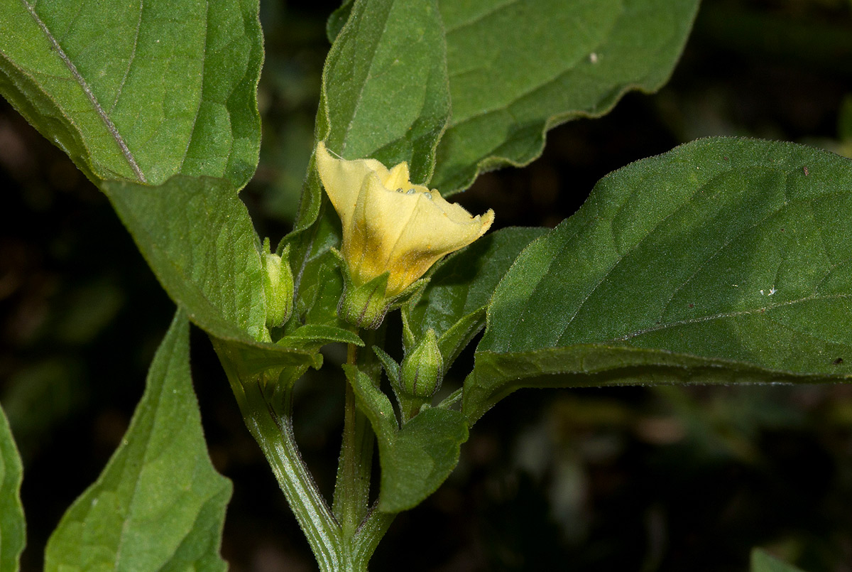 Physalis angulata Physalis angulata
