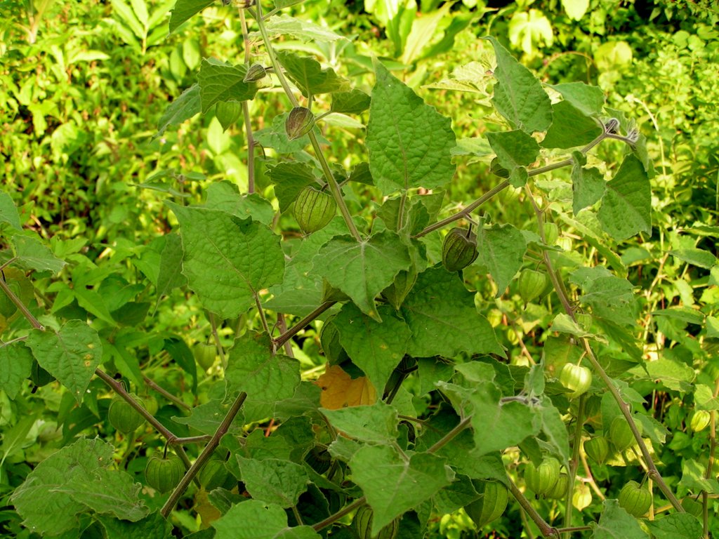 Physalis angulata Physalis angulata