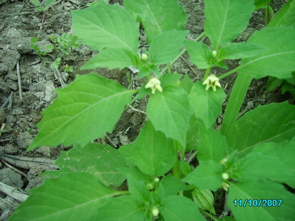 Physalis angulata