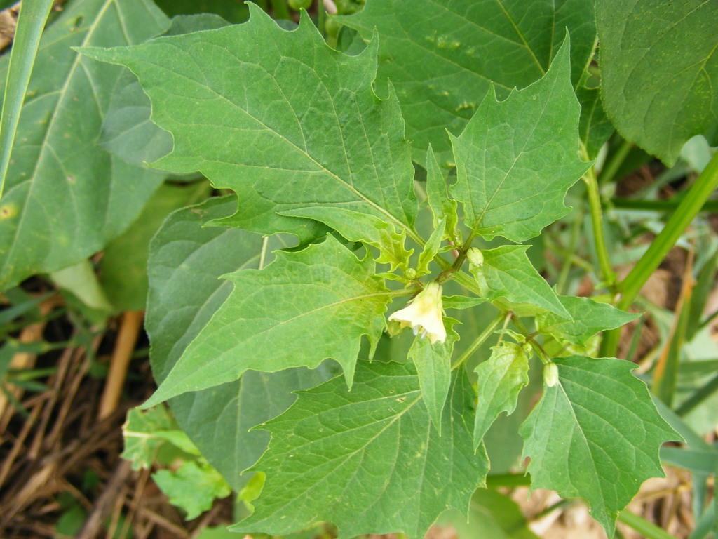 Physalis angulata Physalis angulata