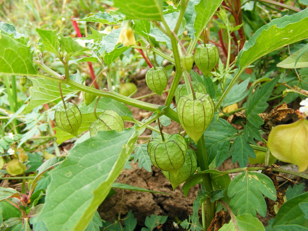 Physalis angulata Physalis angulata