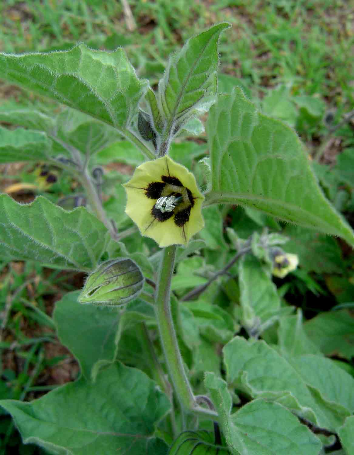 Physalis peruviana Physalis peruviana