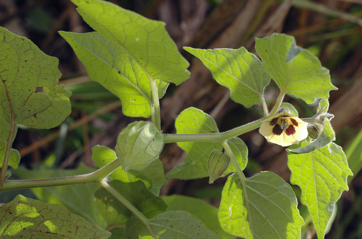 Physalis peruviana Physalis peruviana
