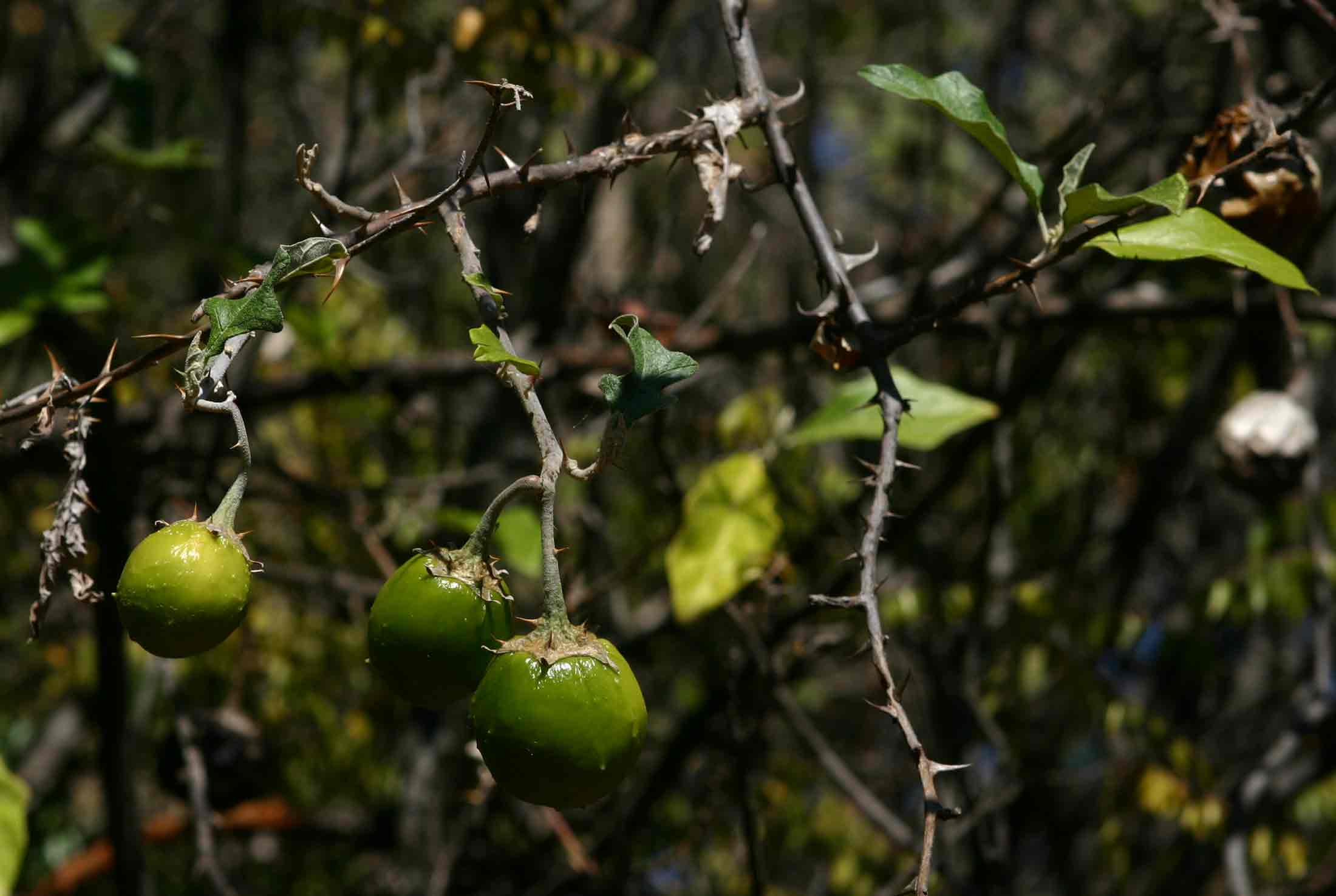Solanum aculeastrum var. aculeastrum Solanum aculeastrum var. aculeastrum