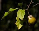 Solanum aculeastrum var. aculeastrum