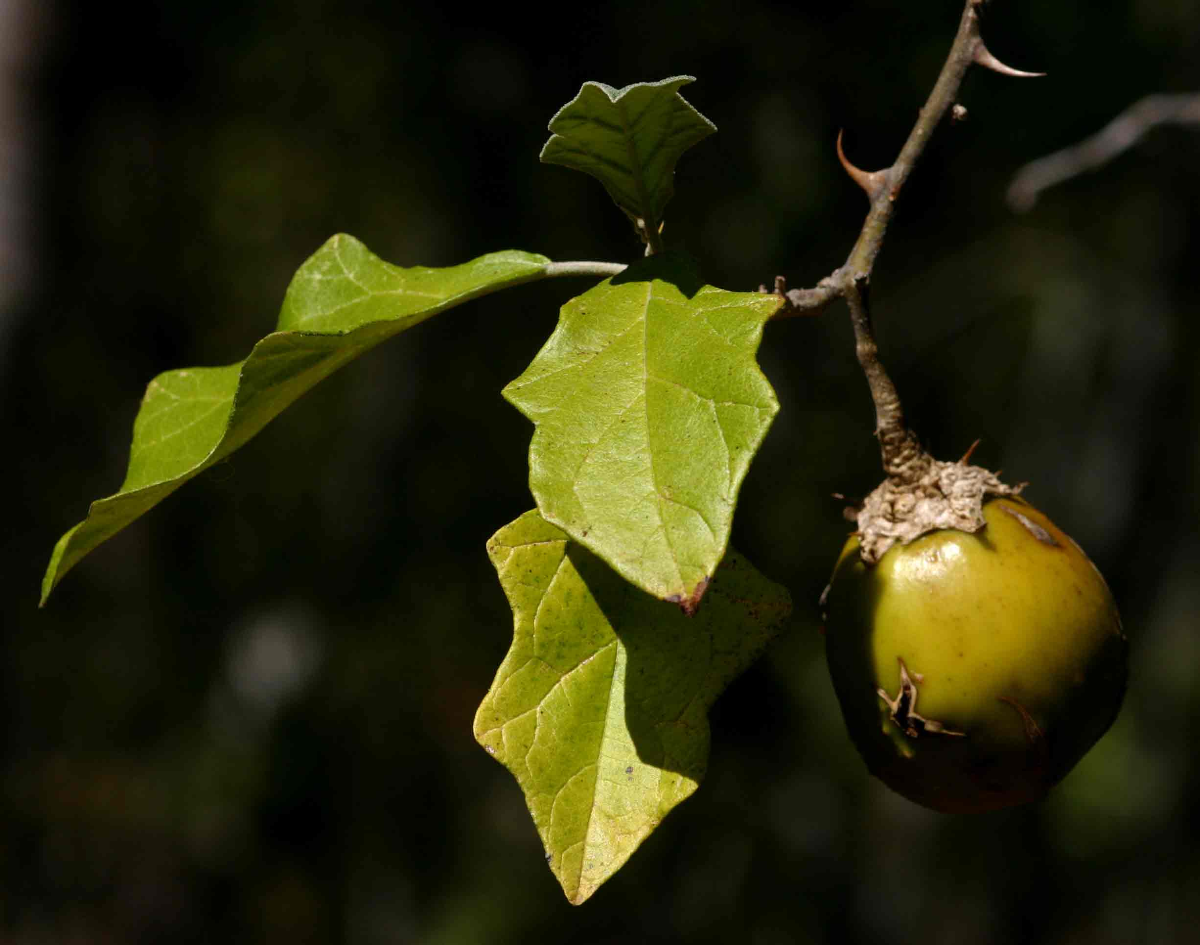 Solanum aculeastrum var. aculeastrum Solanum aculeastrum var. aculeastrum