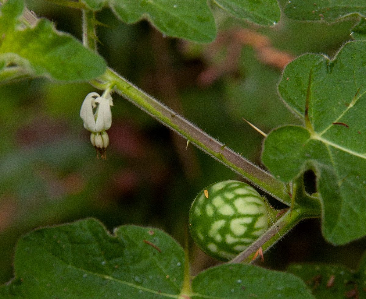 Solanum aculeatissimum Solanum aculeatissimum