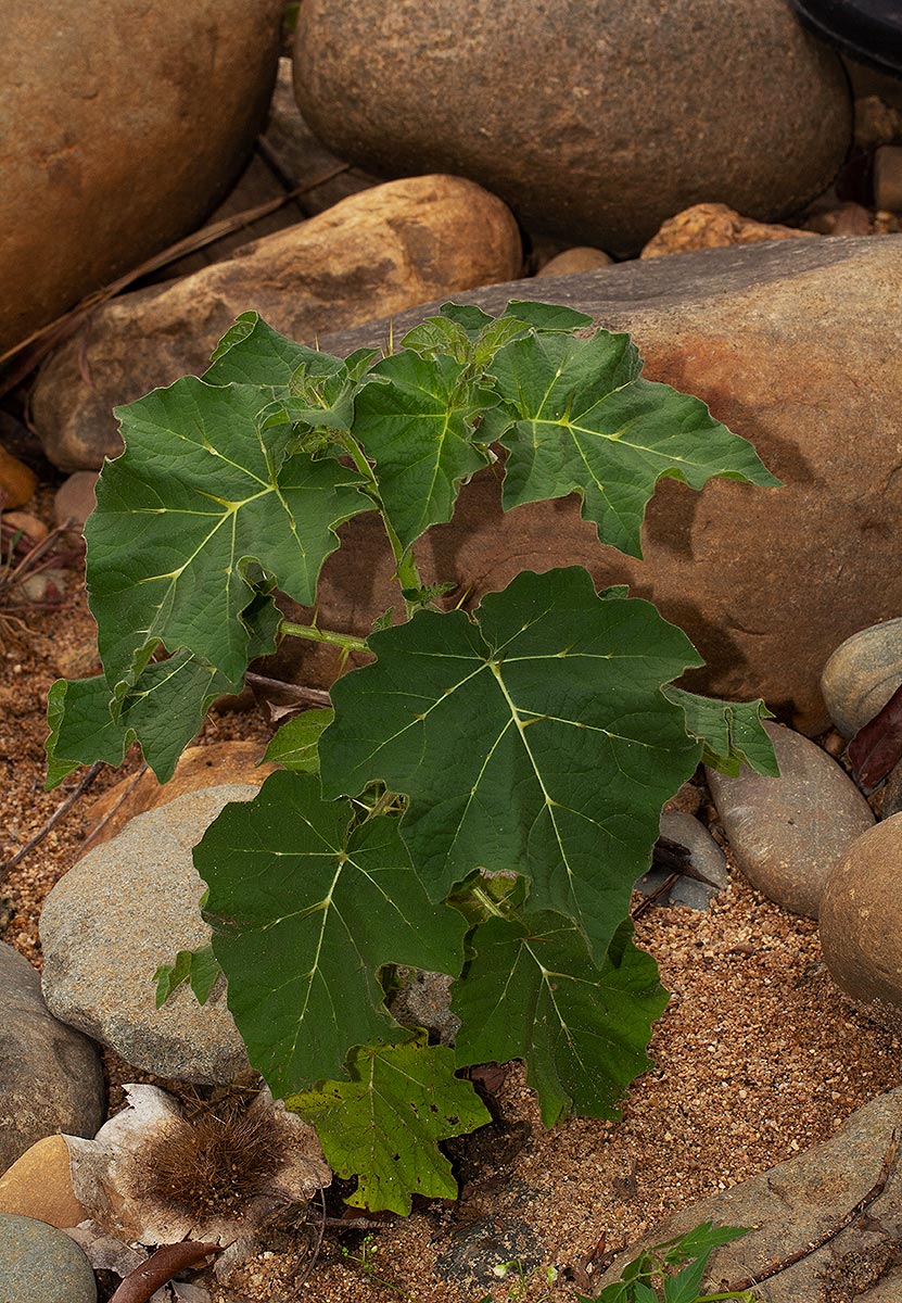 Solanum aculeatissimum Solanum aculeatissimum