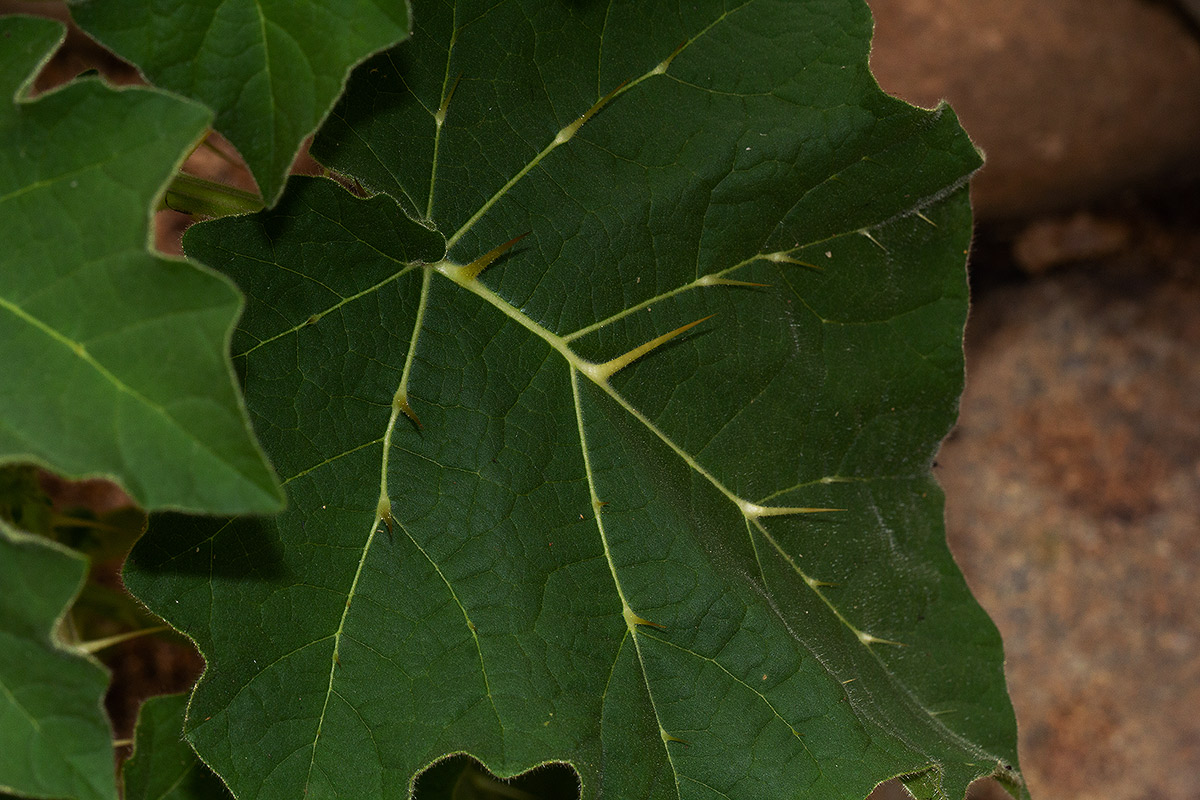 Solanum aculeatissimum Solanum aculeatissimum
