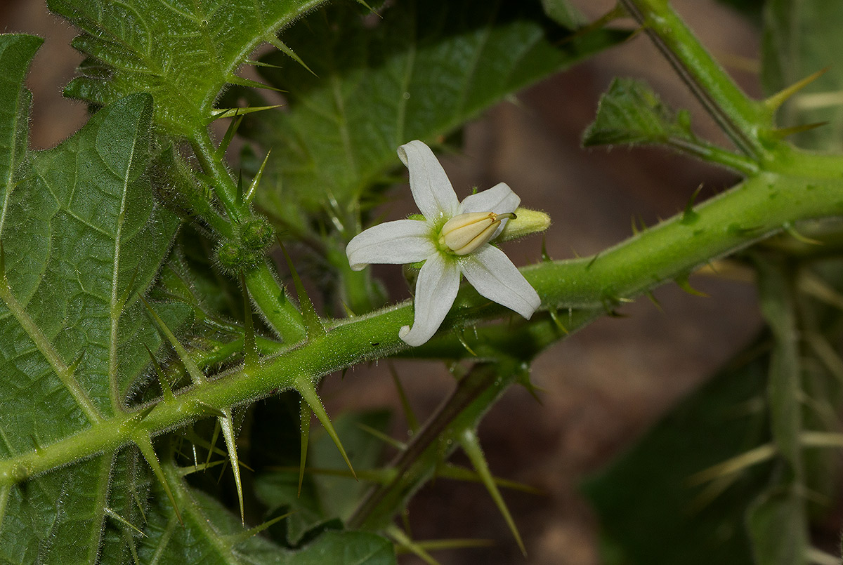 Solanum aculeatissimum Solanum aculeatissimum
