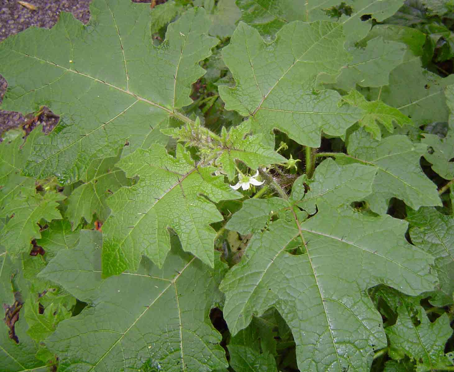 Solanum aculeatissimum Solanum aculeatissimum