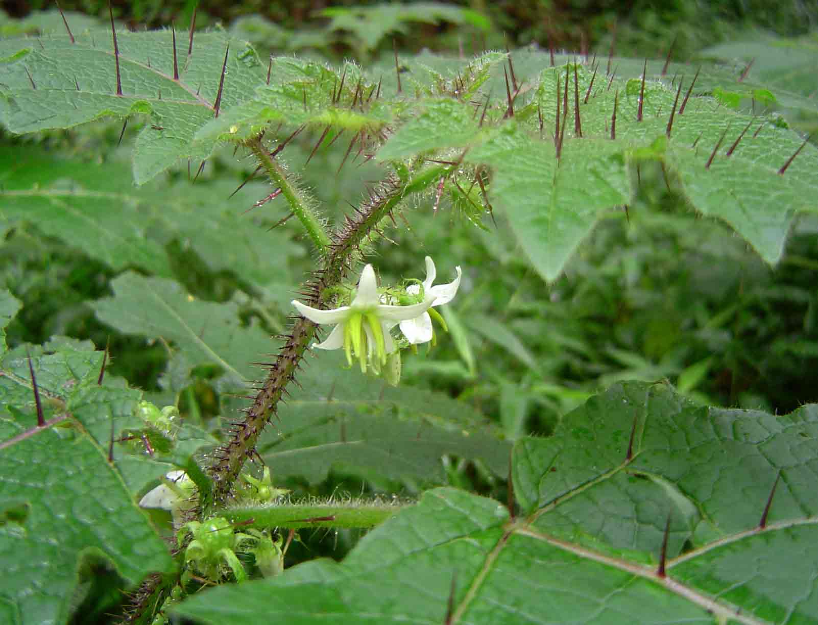 Solanum aculeatissimum Solanum aculeatissimum