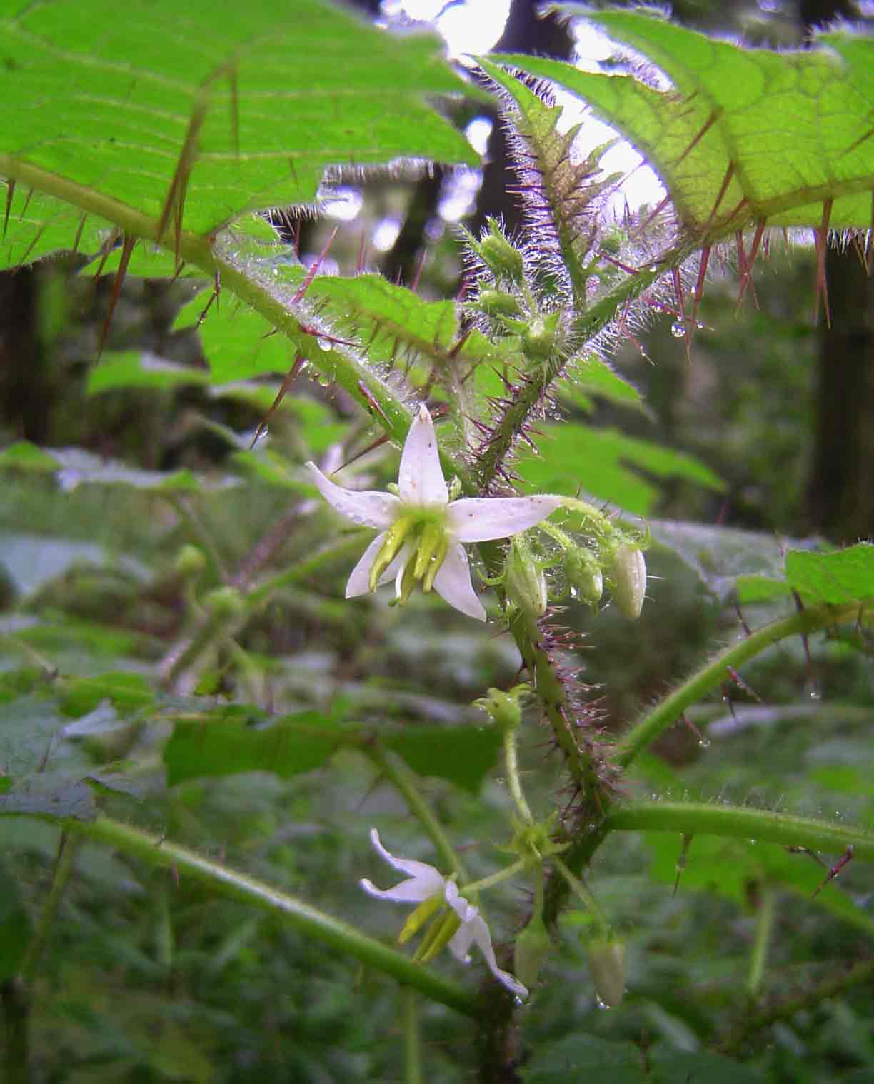Solanum aculeatissimum Solanum aculeatissimum