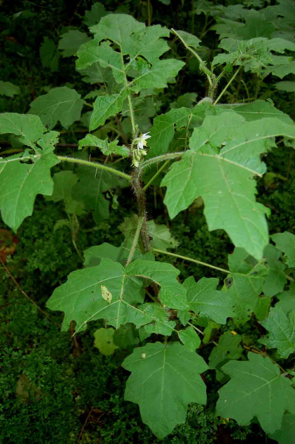 Solanum aculeatissimum Solanum aculeatissimum