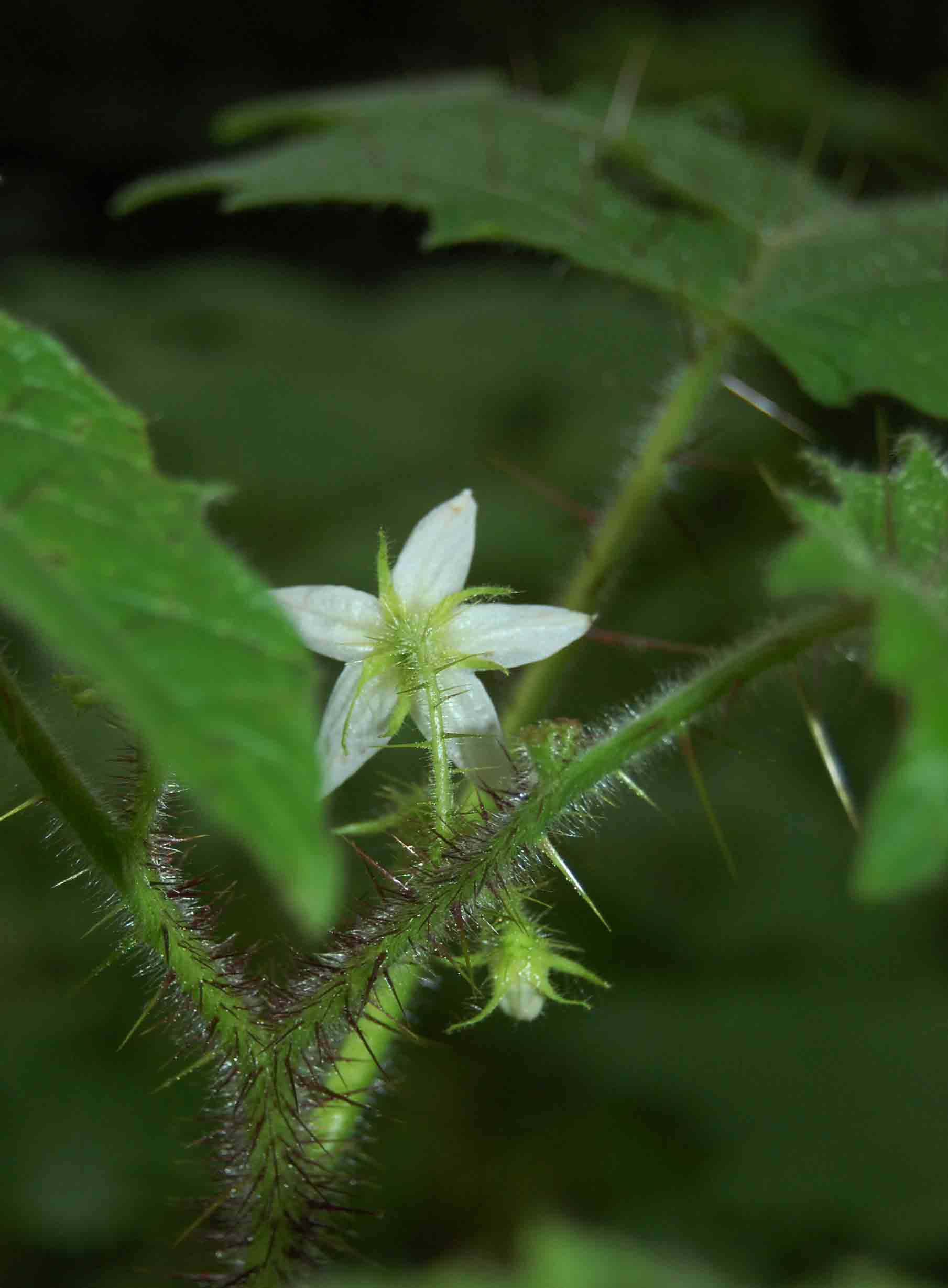 Solanum aculeatissimum Solanum aculeatissimum