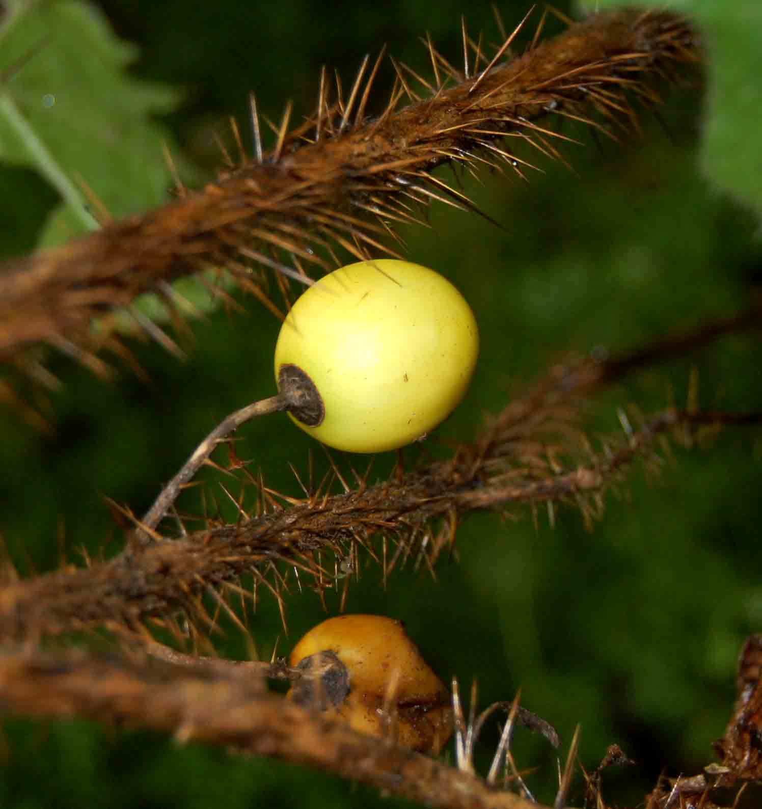 Solanum aculeatissimum Solanum aculeatissimum
