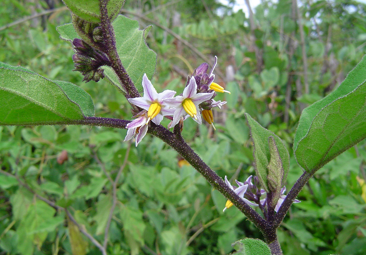Solanum anguivi Solanum anguivi