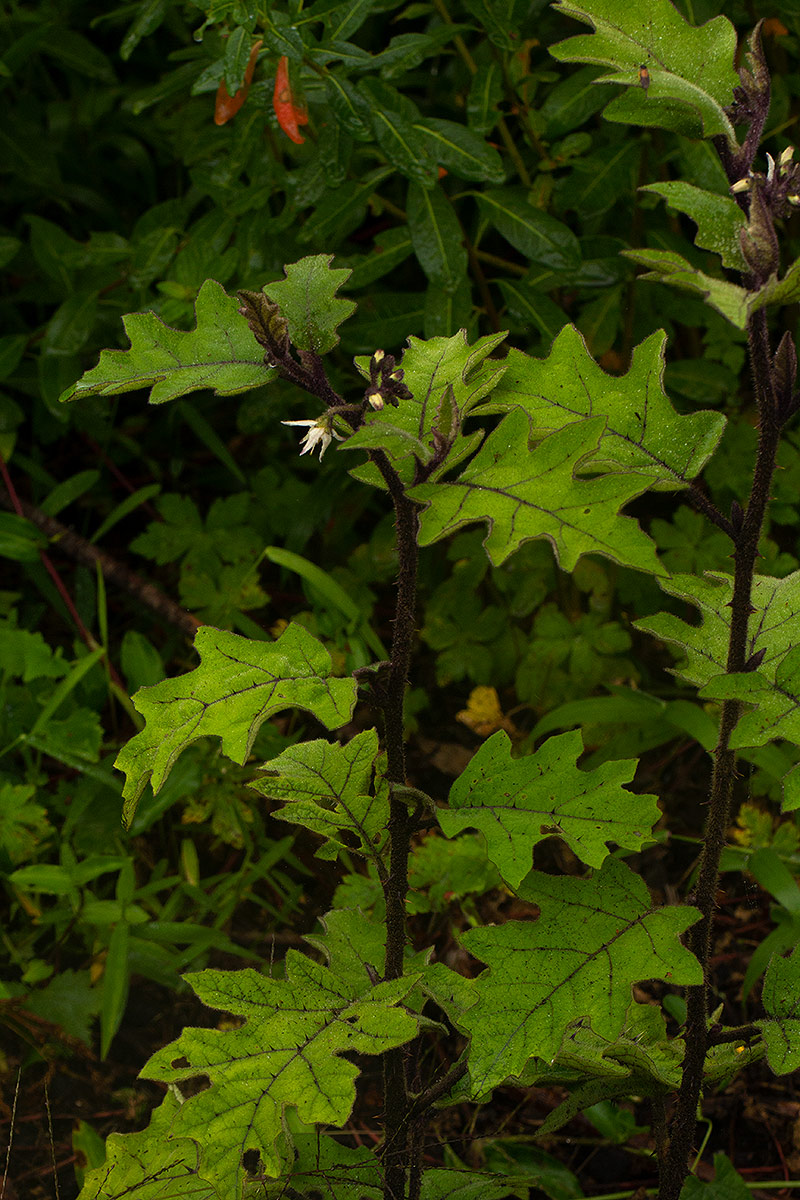 Solanum anguivi Solanum anguivi