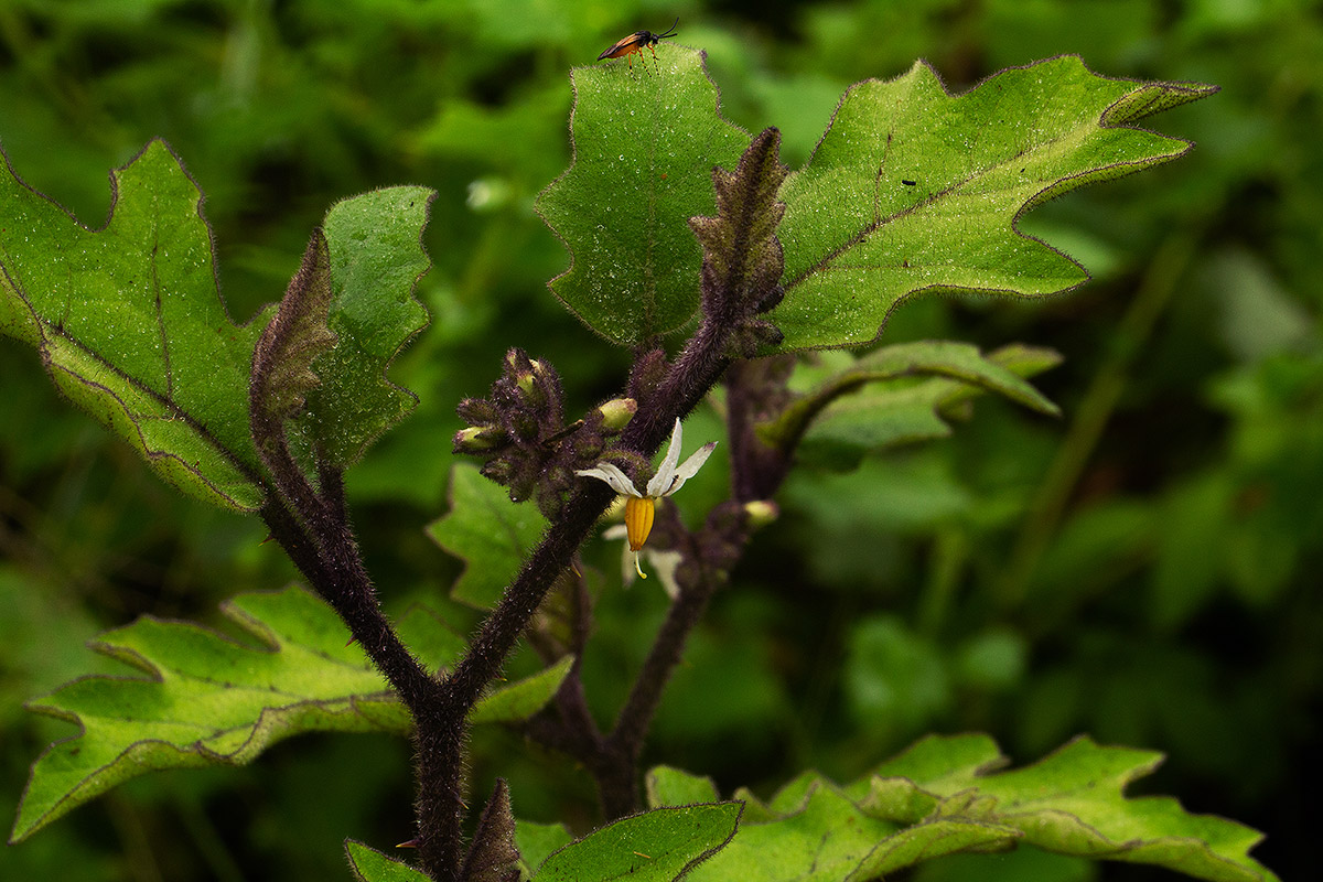 Solanum anguivi Solanum anguivi