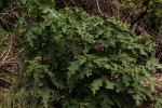 Solanum anguivi