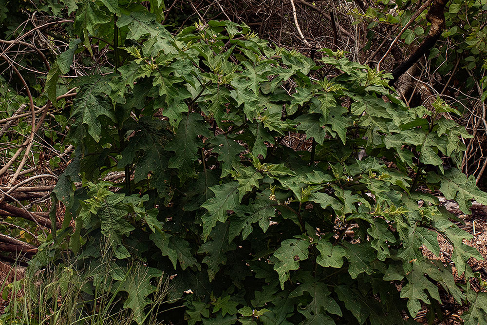 Solanum anguivi