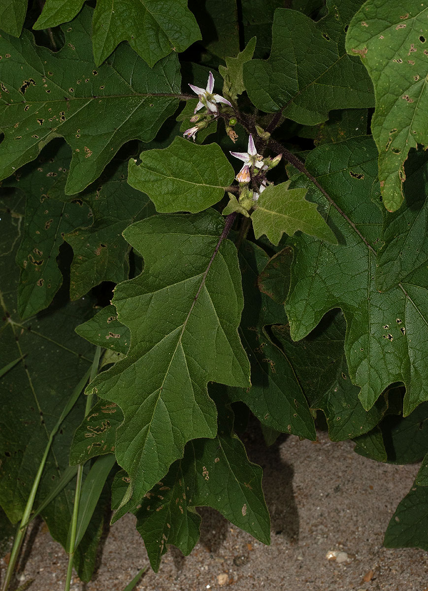 Solanum anguivi Solanum anguivi