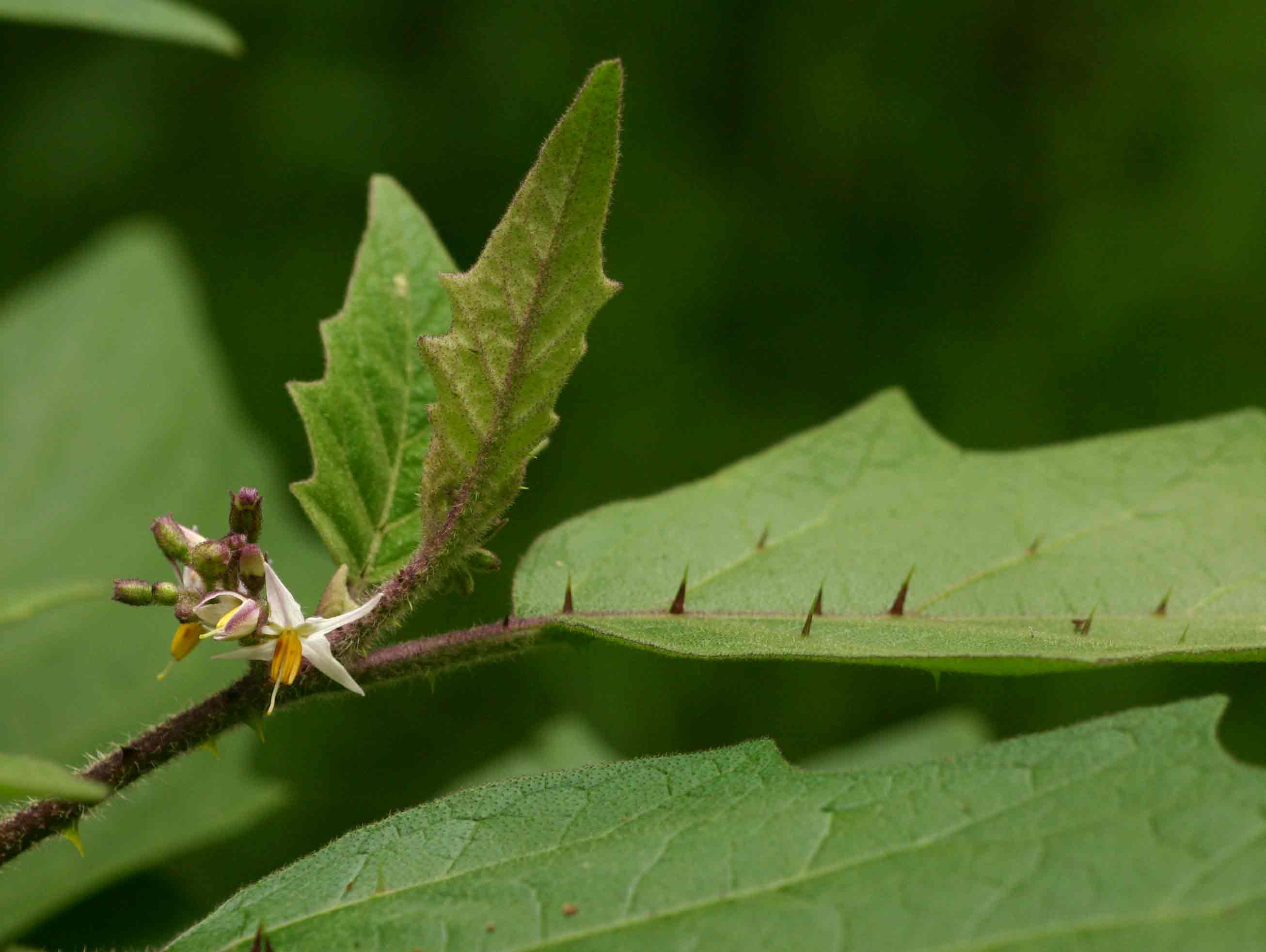 Solanum anguivi