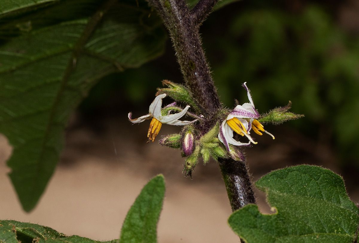 Solanum anguivi Solanum anguivi