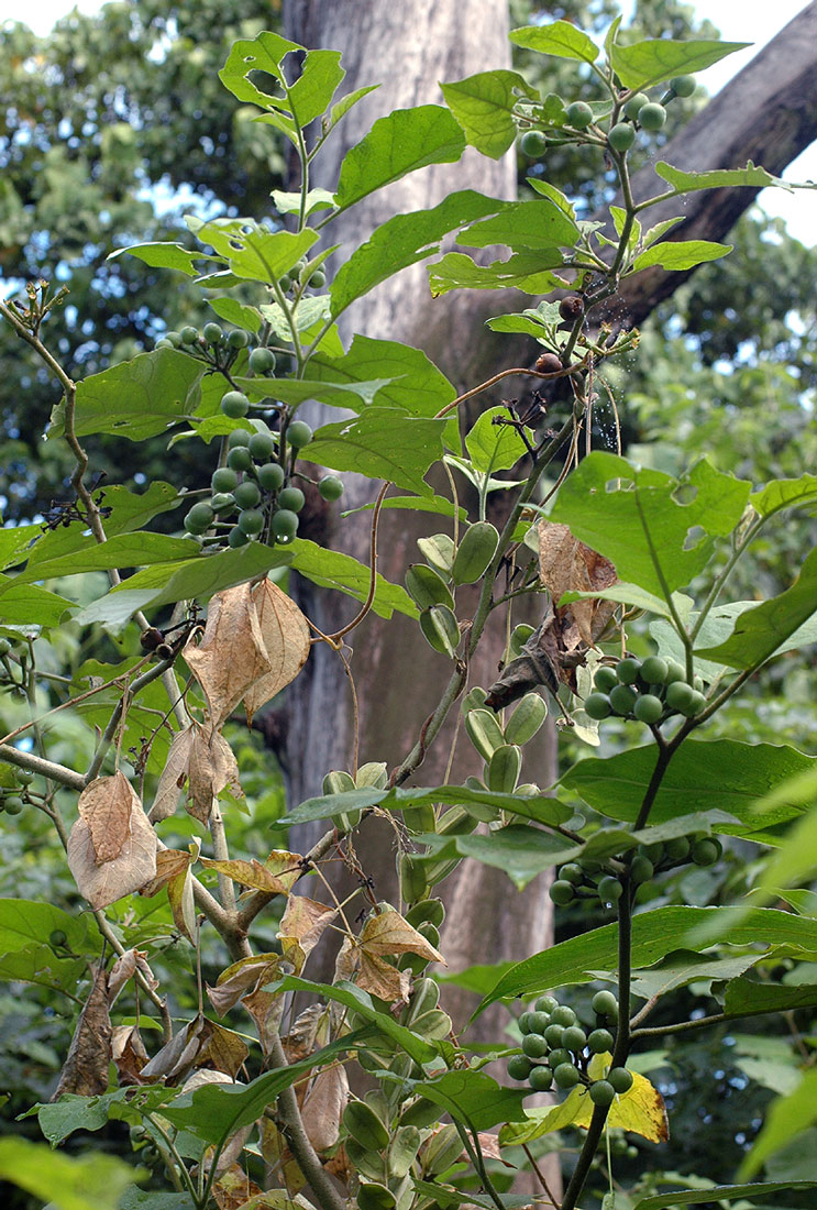 Solanum anguivi Solanum anguivi