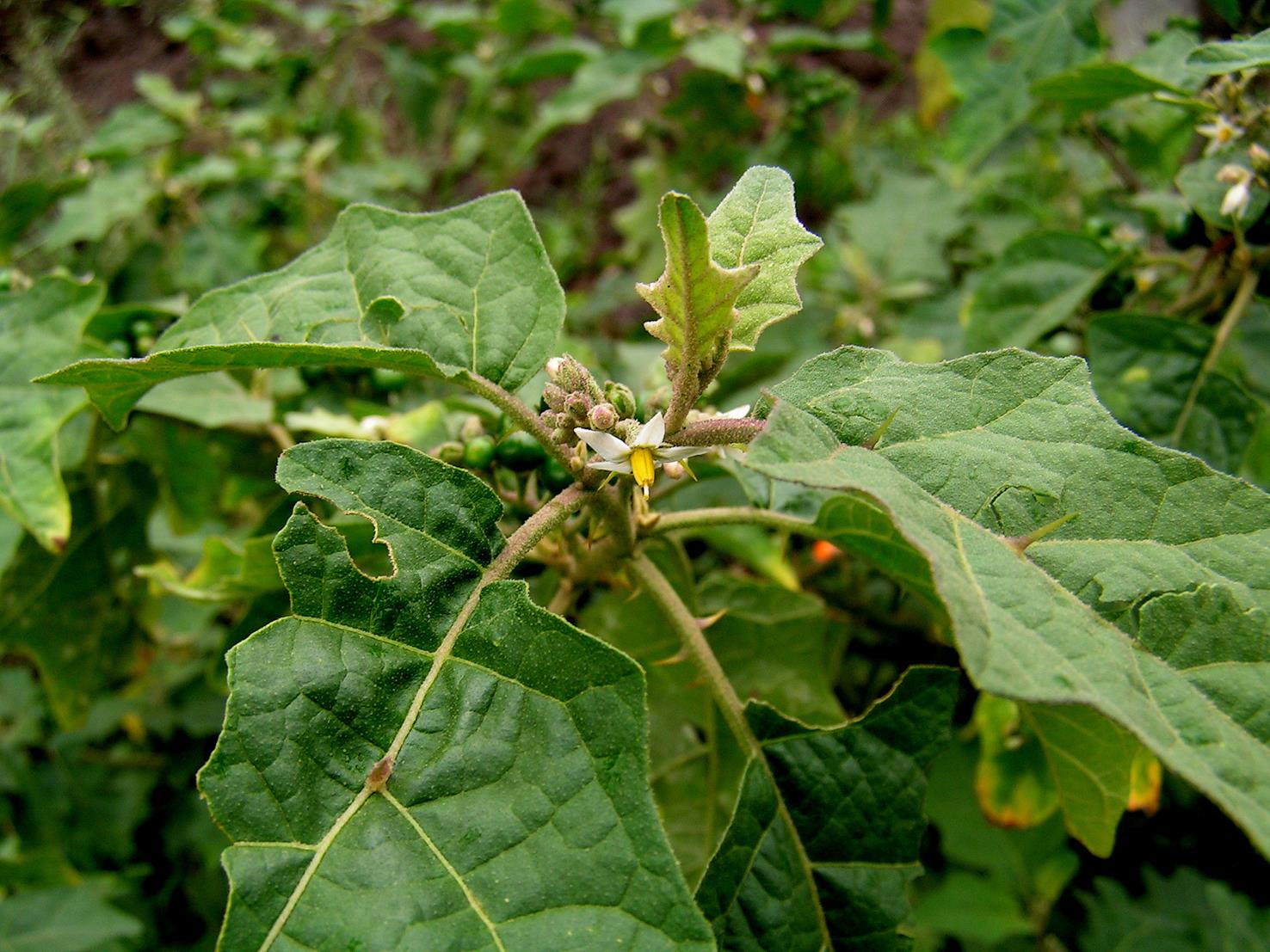 Solanum anguivi
