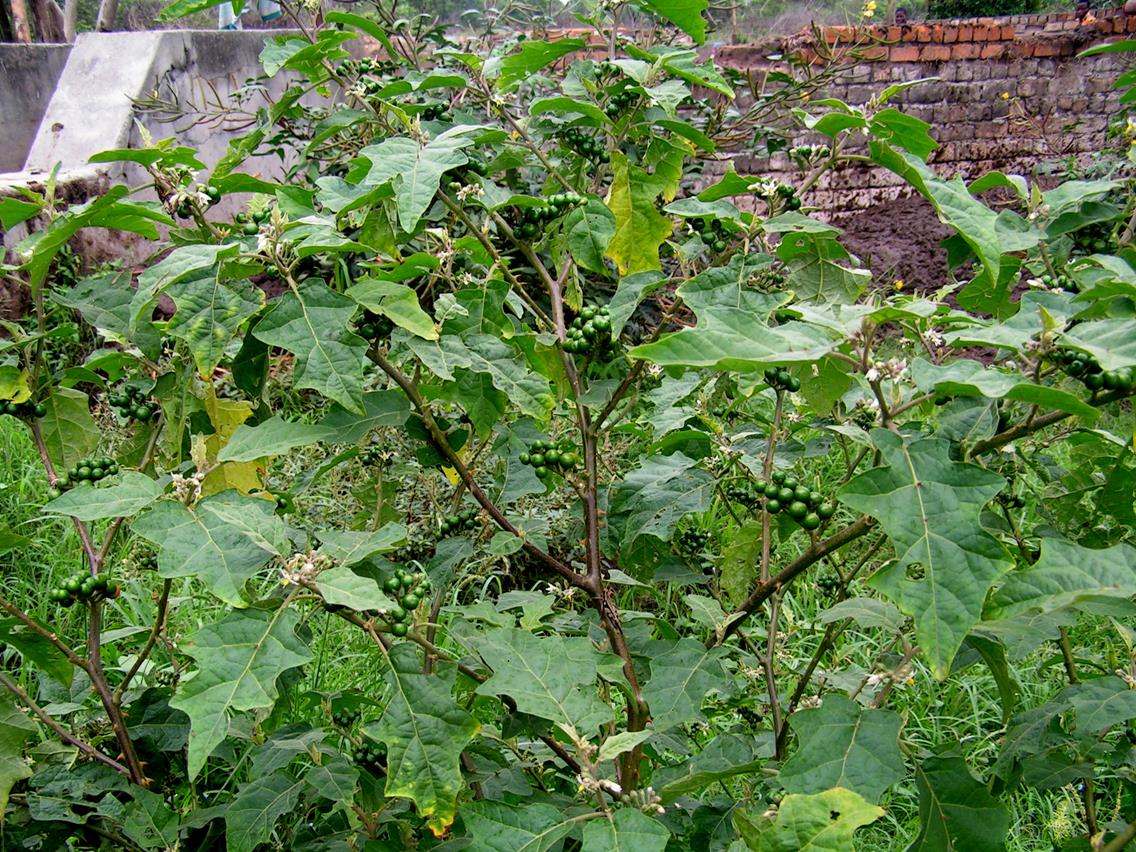 Solanum anguivi