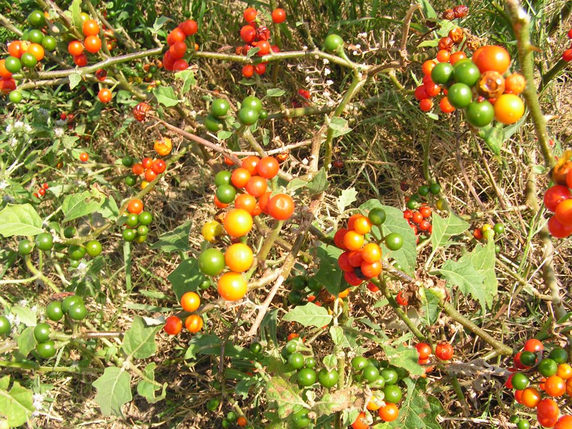 Solanum anguivi
