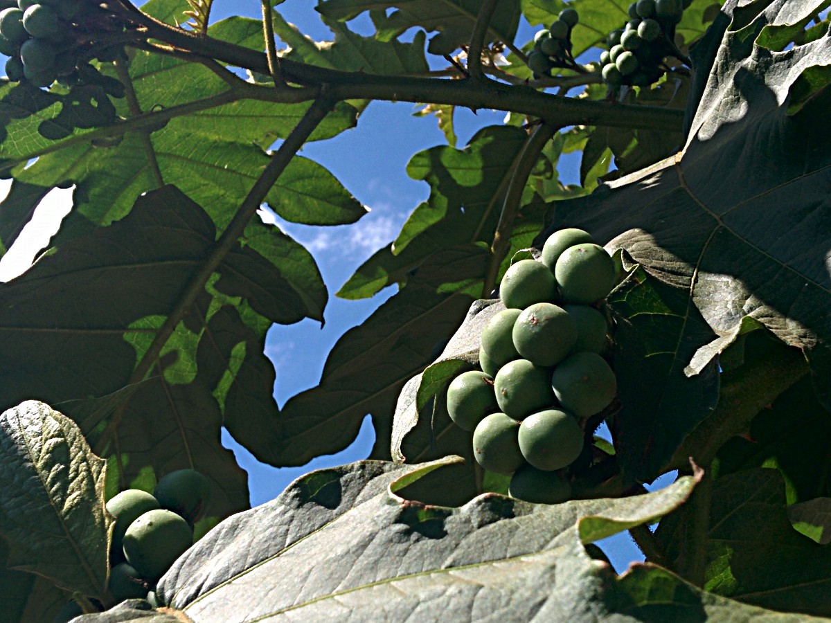 Solanum chrysotrichum
