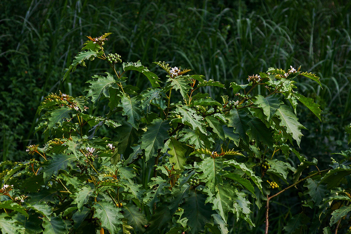 Solanum chrysotrichum Solanum chrysotrichum