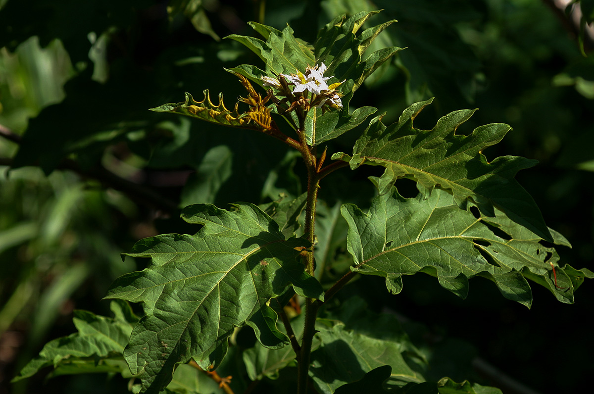 Solanum chrysotrichum Solanum chrysotrichum