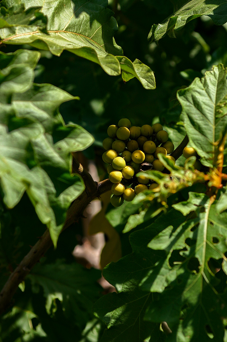 Solanum chrysotrichum Solanum chrysotrichum