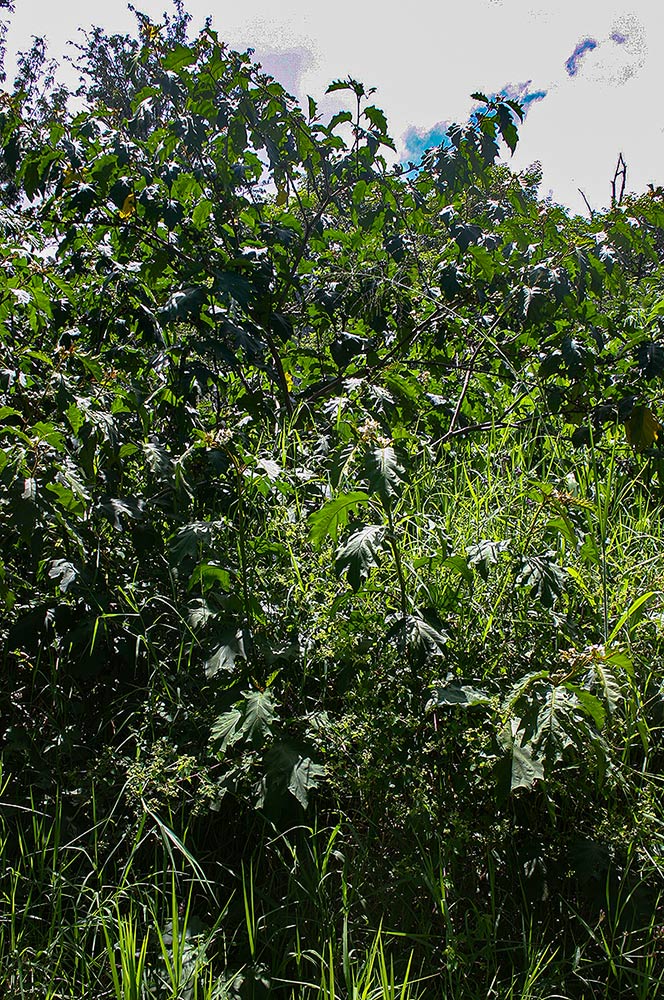 Solanum chrysotrichum