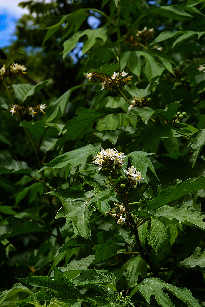 Solanum chrysotrichum