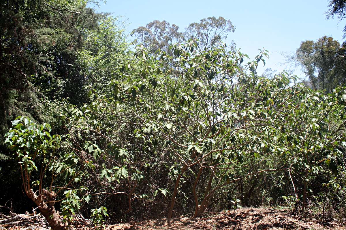 Solanum chrysotrichum