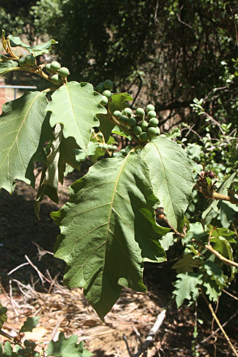 Solanum chrysotrichum Solanum chrysotrichum