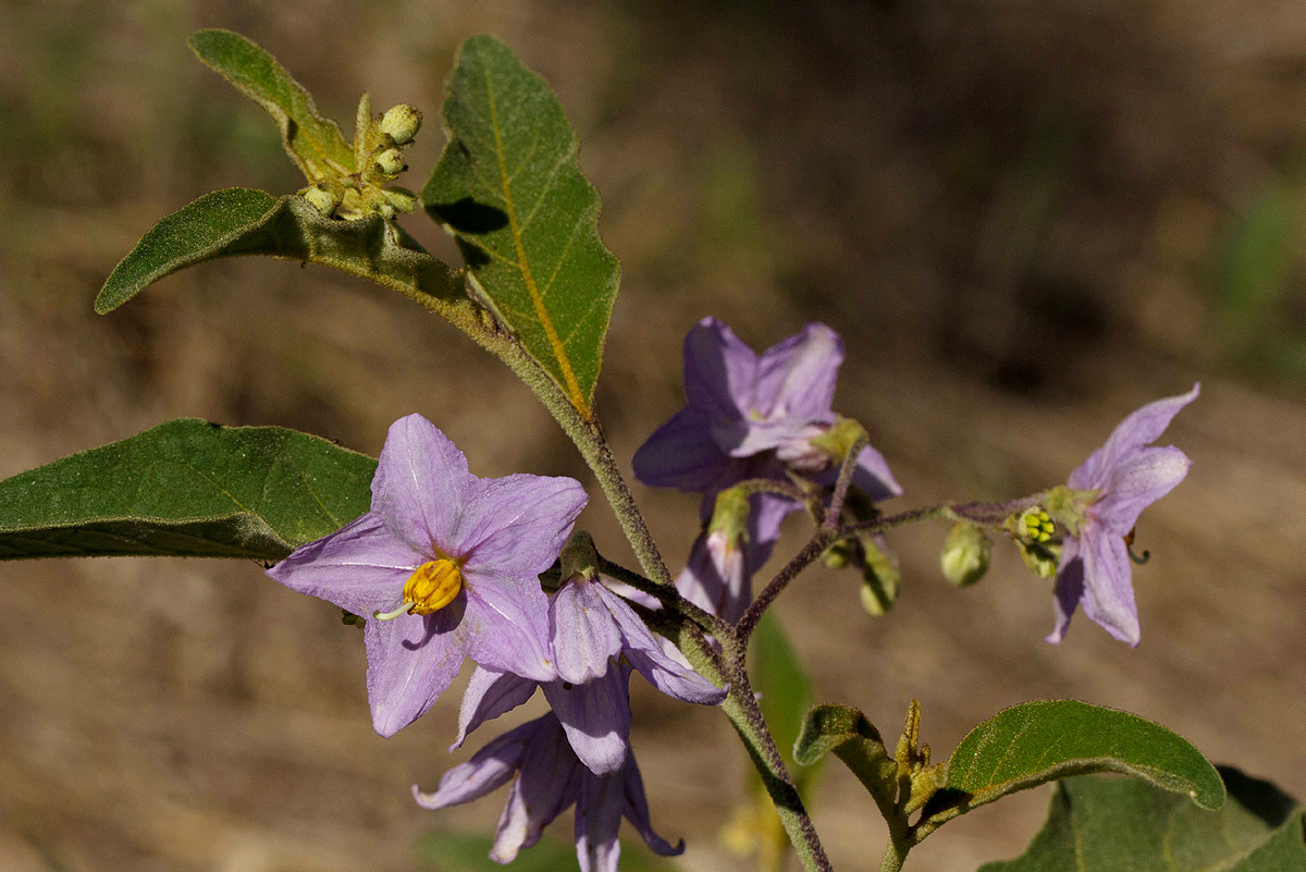 Solanum campylacanthum 'panduriforme type'