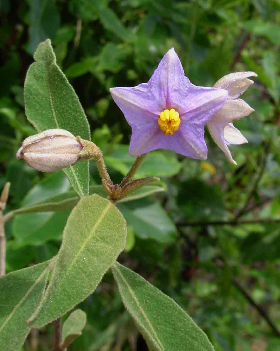 Solanum campylacanthum 'panduriforme type'