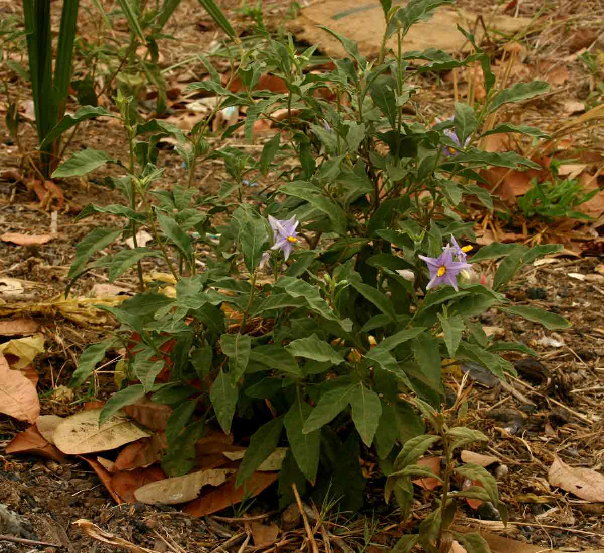Solanum campylacanthum 'panduriforme type' Solanum campylacanthum 'panduriforme type'